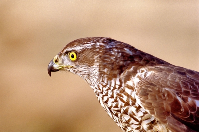 havik ( van valkenier) zo af en toe komt er een valkenier in nat park de hoge veluwe die daar op konijnen mag jagen als er te veel zijn, vogel vliegt dan dus los en in overleg met de valkenier mocht ik een keer een middag mee
canon eos 3 100-400 superia 400 asa  negatief film foto is op een zonnige winterdag gemaakt vlak voordat de zon onderging