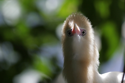 Deze zat rustig in de schaduw te rusten, toen hij/zij mij in de gaten kreeg en recht in de lens keek. Helaas niet schwerp van snavel tot achterlant, maar wel leuk.