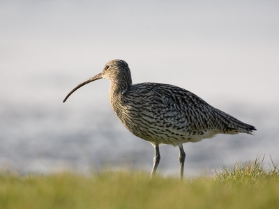 afgelopen weekend naar zeeland geweest naar brouwersdam. In de vroege ochtend op pad gegaan samen met mijn vader. Deze grutto was vrij schuw en erg moeilijk te benaderen. In het begin liep hij net te dicht langs de waterkant waardoor alleen zijn kop boven het gras uitstak. Gelukkig kwam hij daarna toch even op het gras kijken.  De foto is licht gecropped (80% van orgineel)

1/750 / F5.6 / 600mm

canon 10D / canon 300 F2.8 met 2.0 extender /