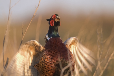 net voor zonsondergang, 400mm, 1/400s, f4.5, iso 200, -1/3 stop, mf