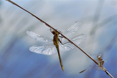 libelle welke??? die net ontpopt is  gemaakt met canon eos 3  

90 mm 2.8 tamron macro fuki superia 400 asa