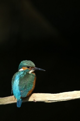 Al een tijdje gevolgd en nu hun reguliere plek gevonden.
Mits goed gecamoufleerd zijn ze zich compleet onbewust van mijn aanwezigheid. Alleen de plek is wat onhandig, net tegen een duiker aan, waardoor de achtergrond een zwart gat is. Een onoverbrugbaar contrastverschil helaas.