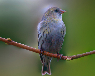Een fraai sijsvrouwtje op bezoek in onze tuin