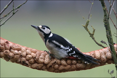 Mijn eerste foto op Birdpix.nl
De laatste weken is deze vogel een zeer regelmatige gast in onze tuin. Deze foto is genomen op een redelijk grauwe dag, ik wacht nog op een kans met beter weer.
Geschoten met een EOS 300D Sigma 50-500 + 1.4x tc
[1/30s F8 ISO 800]