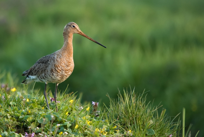 Zelfde grutto als vorige upload, vind deze persoonlijk mooier kwa compo.....

Nikon D50 | Sigma 50-500mm
