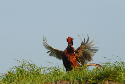 Dirigent der natuur