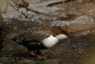 ondanks vrijdag de dertiende een hele mooie foto van een waterspteeuw in zijn element kunnen platen.