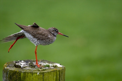 even rekken en strekken ,jammer dat de vleugel er niet helemaal op staat was verrast door deze beweging van de vogel