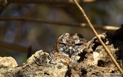 Mottled Wood Owl - Strix ocellata

Arpit Deomurari