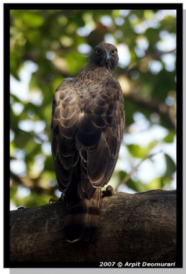 Crested Hawk Eagle - Spizaetus cirrhatus 

Arpit Deomurari