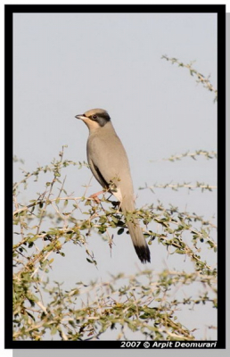 Grey Hypocolius - Male - Hypocolius ampelinus