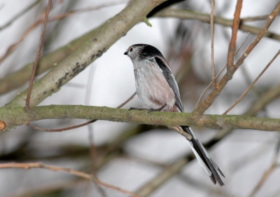 300 mm f4