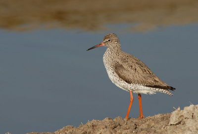 Op een nieuw afgegraven natuur strookje stond deze tureluur te poseren.