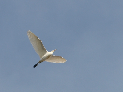Vandaag kwam een Koereiger recht over trektelpost Breskens vliegen. Ik had maar kort de tijd om enkele foto's te maken, vooral ook, omdat ik de vogel tegen de blauwe lucht lastig kon vinden met het blote oog.
Deze foto vond ik nog wel acceptabel genoeg om aan jullie te laten zien.

Groet,

Ies