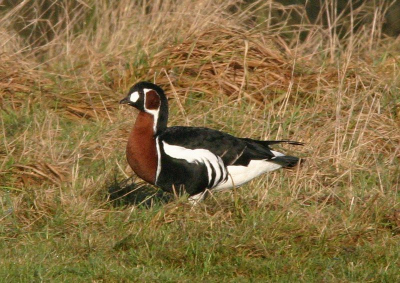 Deze roodhalsgans zit al een maand tussen de grauwe ganzen in de omgeving van Sleeuwijk, Noord-Brabant.