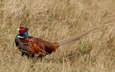 In zijn natuurlijke omgeving, vond ook deze wel mooi van kleur.