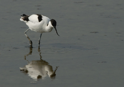 Een mooie vogel aan het fourageren