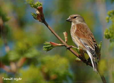 F8  1/1250  iso 400  500mm.
Vandaag weer op pad met de "nieuwe Tamron 200-500".
Wat geoefend met instellingen en programma's maar toch besloten 
om F8 als diafragma te behouden.
Handheld.