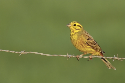 Waar ik woon broeden hier en daar nog enkele Geelgorzen. Dankzij een Akkervogelproject ontdenkte ik een nieuw koppeltje die zich iets gemakkelijker laten fotograferen dan de andere. Ik ben er deze avond mijn tentje gaan opzetten... Morgen volgen er trouwens nog enkele foto's.