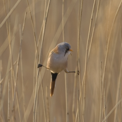 De Baardmannen (en vrouwen) waren zeer actief vandaag. Een groepje van 8 vlogen me rond de oren. Als je dan al omringd bent door riet, dan is het vastleggen van deze vogeltjes een absolute topsport. Zeker als ze alleen maar stil willen blijven zitten op het moment dat ik tegen de zon in kijk. Ik heb dus maar weinig plaatjes van ze kunnen maken en dit is er dus een van. Oh ja, om alvast discussies te voorkomen, ik stond op een officieel pad tussen het riet.