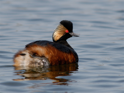 600mm mf, 1/640, F/8, ISO320.

Wulpse houding van fraai geoord fuutje.  'H babe, kijk eens naar mijn lekkere kontje!'