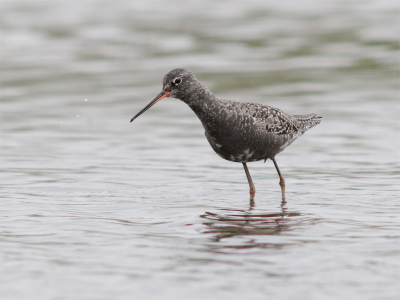 600mm mf, 1/500, F/8, +1.3LW, ISO-400

Helaas nog niet in optimaal zomerkleed maar toch een eind op weg. Bij zwarte ruiters kan je mooi zien dat ze kijken waar hun prooi zit, in tegenstelling tot kluten die meestal gewoon op de tast maaien met hun snavels. Nadeel met fotograferen is dan wel dat zwarte ruiters rg bewegelijk zijn!