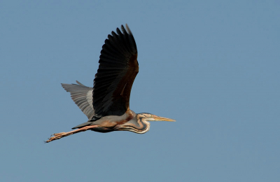 het blijven mooi gekleurde vogels