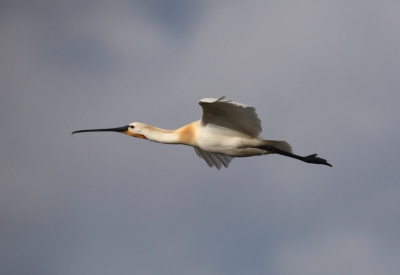 Elegant vliegend in mooi ochtendlicht langs het bekende uitzichtpunt bij de Mokbaai op Texel