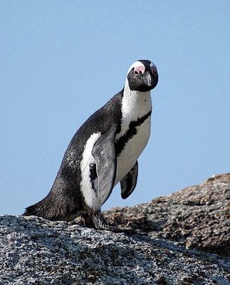Deze Brilpinguin of Zwartvoetpinguin is op weg naar de kolonie in Bouders Bay (Z-Afrika).