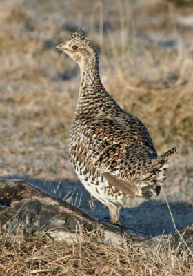 Taken at a lek.