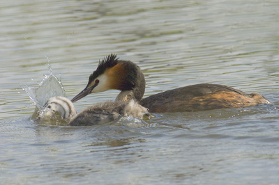 Langs de weg op in klein industrieterrein in een drukke stadswijk loopt een sloot waar een Futenfamile huist. Alle pubers willen hun ouders laten zien dat ze kunnen duiken. Zo ook deze jonge Fuut. Er peddelen al aardig wat Futen rond op Birdpix maar zoo n heb ik nog niet gezien.