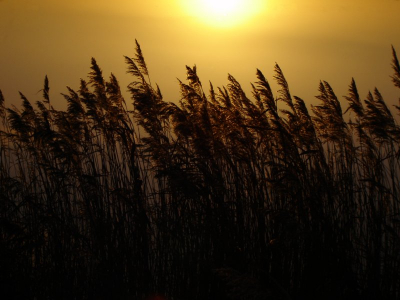 Een foto van het riet en water, ja, dat is stilstaand water.