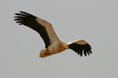 Tijdens een werkbezoek in Oman wat tijd gehad om te vogelen en te fotograferen. De Vuilnisbelt in Qurayyat staat bekend om zijn gieren. Met 34 graden heb ik toch mijn bedenkingen op zo'n vuilstort. Maar de gieren waren er niet minder om.