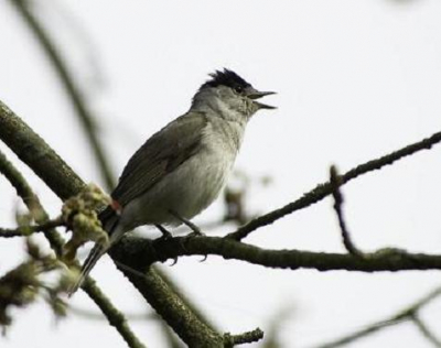 dit wordt mijn eerste foto op bird-pix gemaakt na de middag in het park in winschoten al fluitend kon ik een aantal foto's maken.