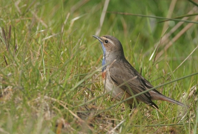 Fouragerend als een lijster in het hoge gras. Had ik nog nooit zo gezien.