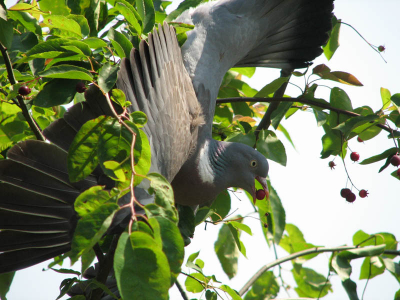 Soms zie je de leukste vogelcapriolen in je eigen tuin. Deze houtduif zat samen met 4 andere soortgenoten in een boompje/ struikje met kennelijk heerlijke besjes. De duiven waren echter veelste zwaar voor de takjes en vielen er soms half af. Deze hing op zn kop terwijl hij het besje pakte.