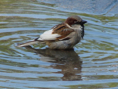 It is bath time for a House Sparrow with leukism!