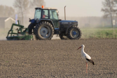 In Sluis broeden dit jaar twee paar Ooievaars "in het wild". Deze zat richting de Sophiapolder en trok zich weinig aan van de eggende boer.