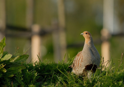 Waar straks een nieuwbouwwijk wordt gebouwd lopen nu veel Fazanten, Hazen en een paar koppeltjes Patrijzen. Hier het mannetje op een berg aarde. De bomen op de achtergrond zijn aanplant voor de nieuwe wijk