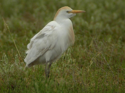 <i class='fa fa-user'></i> Jan van de Hoeve | Koereiger  <i class='fa fa-eye'> 382</i>  <i class='fa fa-thumbs-up'> 3</i>   <i class='fa fa-comment-o'> 2</i>