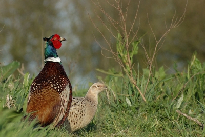 Mijn eerste foto voor birdpix. Ging met papa hazen fotograferen maar de fazanten waren dichterbij.