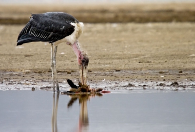 more images an be found at http://www.pbase.com/danny_laredo/wildlife_in_africa

or at http://www.pbase.com/danny_laredo/birds