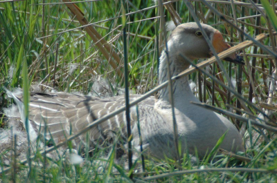 verscholen tussen het riet op het nest