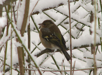 vinkje in de sneeuw in het Schollebos