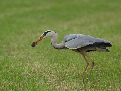 blauwe reiger vangt muis