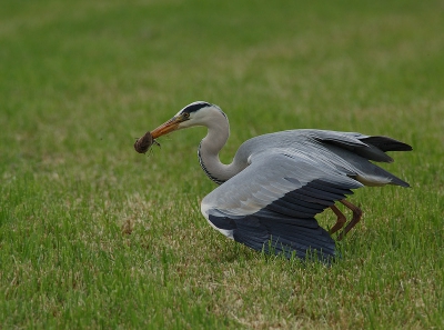 blauwe reiger vangt muis