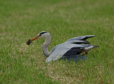 blauwe reiger vangt muis