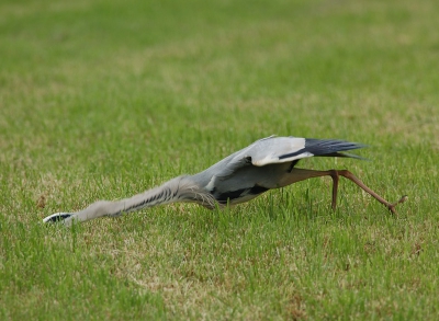 blauwe reiger vangt muis