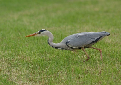 blauwe reiger vangt muis