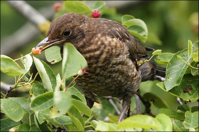 Een foto die ik tegenkwam bij het uitzoeken voor mijn site.
Deze merel zat op een paar meter afstand in de struiken, hoewel hij me wel in de gaten had, bleef hij rustig dooreten.

EOS 300D + 50-500  [1/80s, F10, ISO 200, 500mm]